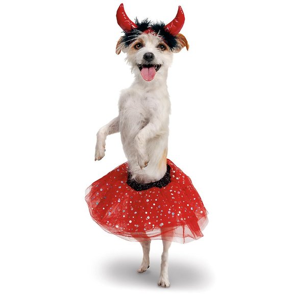 New Hooters Girl Uniform Bundle Tank & Shorts From Clearwater Florida Xs/Xxs - Picture 14 of 16